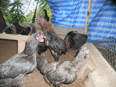 พ่อแม่พันธุ์ไก่ดำ และไก่ชีท่าพระ